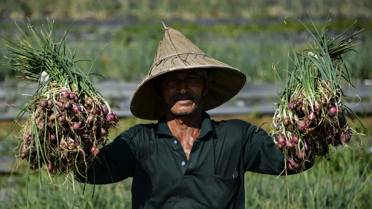 Geliat Petani Bawang di Aceh