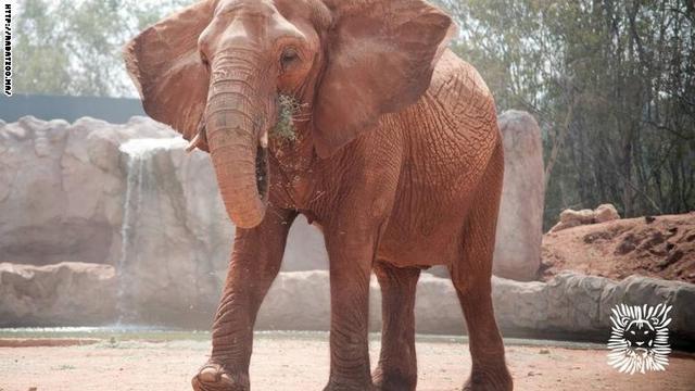 Download 53 Koleksi Gambar Gajah Resolusi Tinggi  Gratis