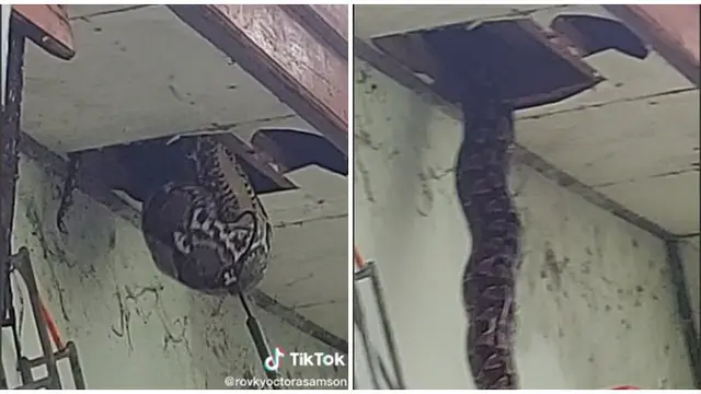 Bikin Geger, Penemuan Ular Raksasa 6 Meter di Plafon Rumah Ini Viral