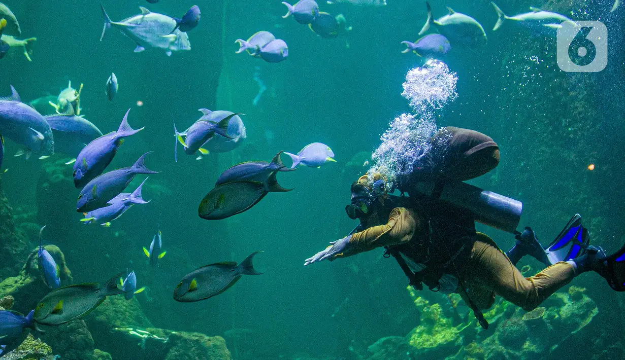 Penyelam dengan kostum penyu saat tampil dalam pertunjukan Rabbit Underwater Show In Mission Save The Ocean di Sea World Ancol Jakarta, Selasa (30/3/2021). Atraksi edukasi ini menceritakan bagaimana polusi sampah laut yang dapat mengganggu ekosistem di lautan. (Liputan6.com/Faizal Fanani)