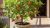 Cara Buat Kebun Aneka Jambu di Pot, Panen Buah Segar dari Halaman Sempit