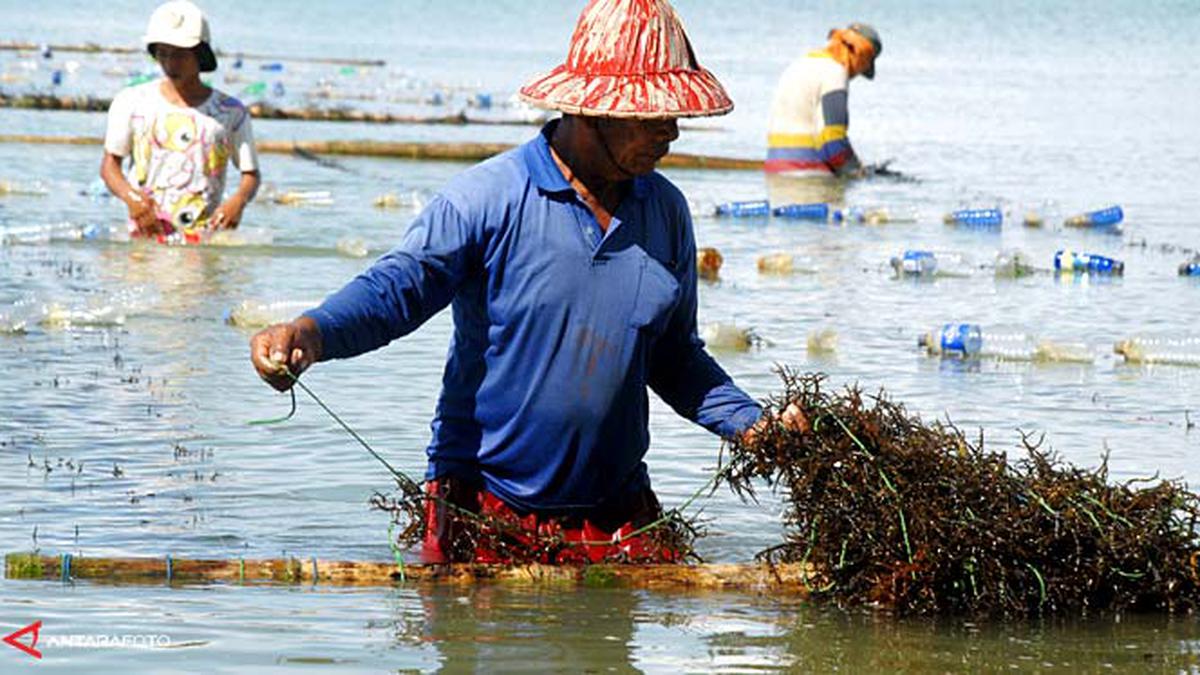80% Produksi Rumput Laut RI Masih Diolah Asing