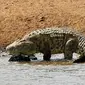 Seorang pesepakbola remaja 'diculik' dan dibunuh oleh buaya sepanjang lima meter saat berlatih di tepi sungai