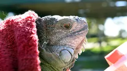 Kondisi seekor iguana yang kaku kedinginan dan dibungkus dengan selimut di Taman Nasional Everglades, Florida selatan, 6 Januari 2018. Sejumlah hewan ikut merasakan temperatur dingin ekstrem yang tengah melanda pesisir timur Amerika Serikat. (AP Photo)