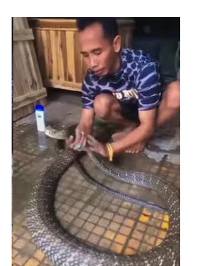 Aksi Pria Mandikan Ular Kobra Ini Ngeri Banget, Bikin Heran