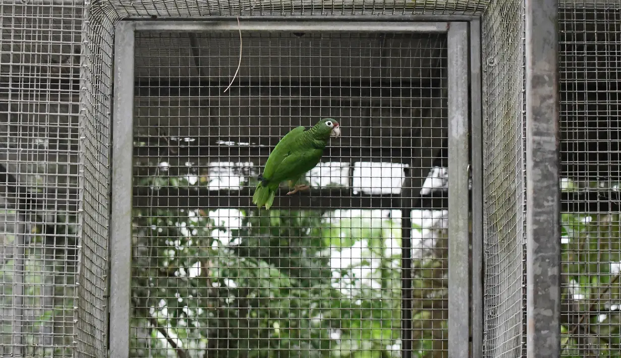 Burung beo Puerto Rico bertengger dalam kandangnya di pusat penangkaran di Iguaca Aviary, El Yunque, Puerto Rico, (6/11). Burung ini merupakan salah satu dari sekitar 30 spesies burung beo Amazon yang ditemukan di Benua Amerika. (AP Photo/Carlos Giusti)