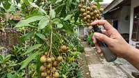 Cara Mengusir Semut dari Tanaman Buah Tanpa Merusak Daun, Metode Aman dan Ampuh