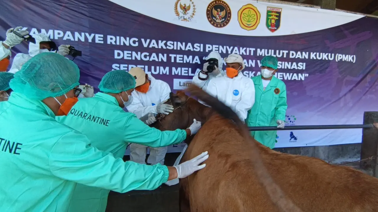 Sebanyak 2000 ekor sapi divaksin menjelang Idul Adha 2025. Foto : (Liputan6.com/Ardi).