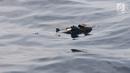 Sandal mengambang di laut pascajatuhnya pesawat Lion Air JT 610 di laut utara Tanjung Pakis, Jawa Barat, Senin (29/10). Pesawat Lion Air JT 610  yang jatuh di Karawang buatan tahun 2018. (Liputan6.com/Herman Zakharia)