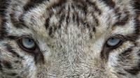 Ilustrasi Macan Putih. Foto (Pixabay.com)