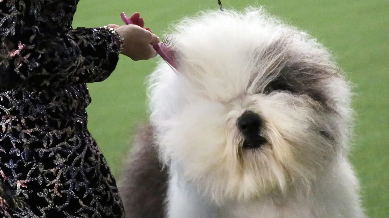 Kontes Westminster Kennel Club Dog Show