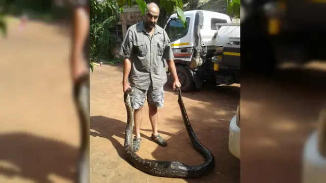 Ular piton telan anjing peliharaan di Afrika Selatan (Facebook via Daily Mail)