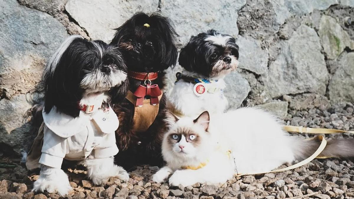 Cara Membuat Makanan Anjing Sendiri yang Sehat dan Bergizi, Lebih Hemat dan Aman