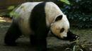  Panda bernama Jia Jia sedang beraksi di Hong Kong Ocean Park, China, Selasa, (28/7/2015). Hewan asli China ini merupakan hewan yang sangat dilindungi karena keberadaanya yang semakin sedikit. (REUTERS/Bobby Yip)