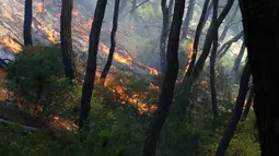 Kebakaran yang terjadi di Latakia saat ini dimulai pada hari Selasa di wilayah hutan; angin kencang dan medan pegunungan yang sulit dijangkau berkontribusi pada penyebaran api yang cepat. (LOUAI BESHARA / AFP)