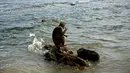 Seekor monyet makan di atas batu pantai Cayo Santiago, yang dikenal sebagai Pulau Monyet, di Puerto Rico, 4 Oktober 2017. Setelah puluhan tahun berada di tempat tersebut, populasi monyet di Cayo Santiago meningkat menjadi ribuan. (AP/Ramon Espinosa)