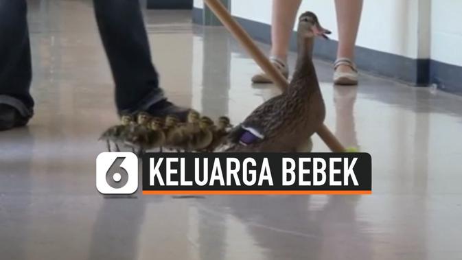 Video Tradisi Unik Keluarga Bebek Di Prairie Mountain School Global Liputan6 Com