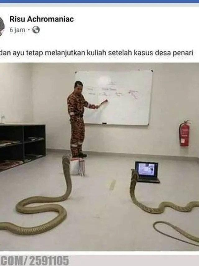 6 Momen Ular Bertingkah Bak Manusia, Nonton Anime Hingga Minum Kopi
