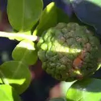 Manfaat Daun Jeruk Purut (Sumber: wikimedia.org)