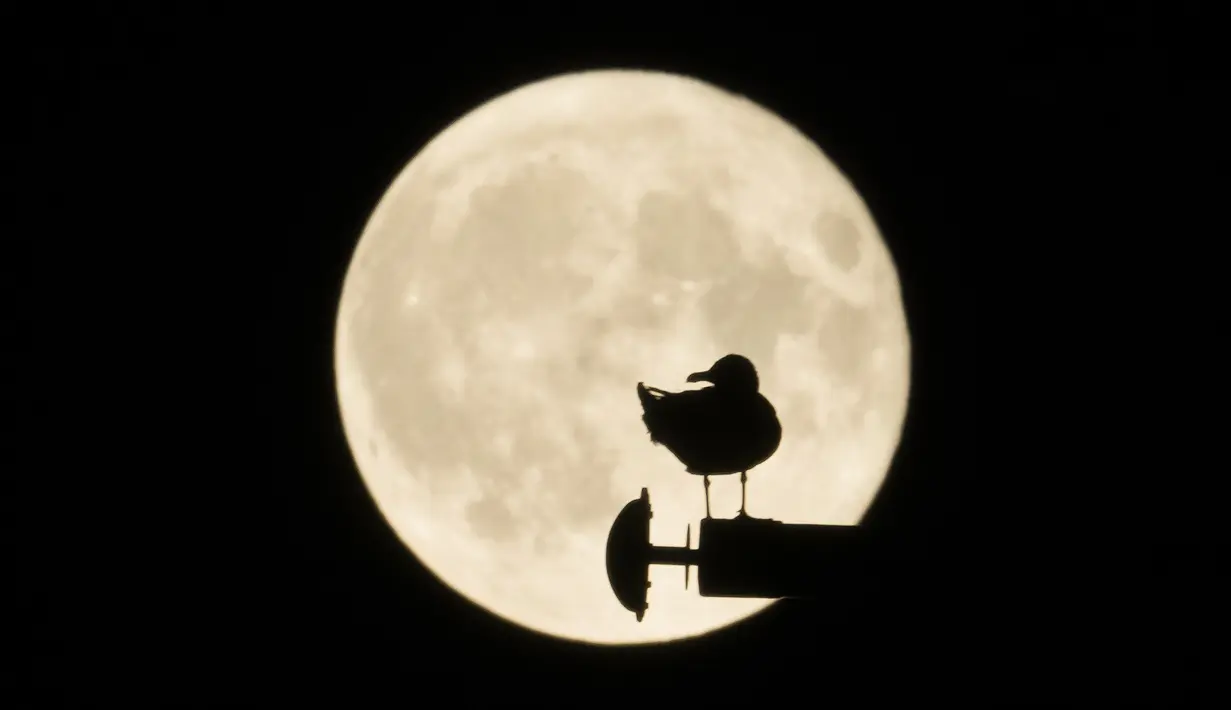 Siluet burung camar terlihat di depan bulan purnama di Roma, Italia, 15 Juni 2022. Fenomena ini disebut juga sebagai Strawberry Supermoon karena terjadi pada saat panen strawberry. (AP Photo/Andrew Medichini)