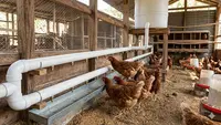 7 Desain Kandang Ayam dengan Sistem Minum Otomatis Tanpa Listrik