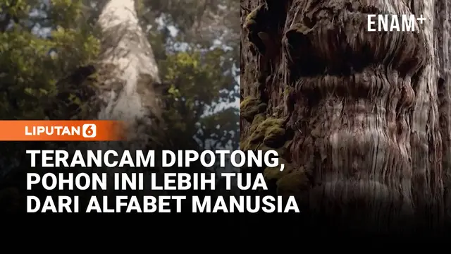 Terancam Ditebang, Pohon Purba Ini Lebih Tua dari Alfabet Tertua Manusia