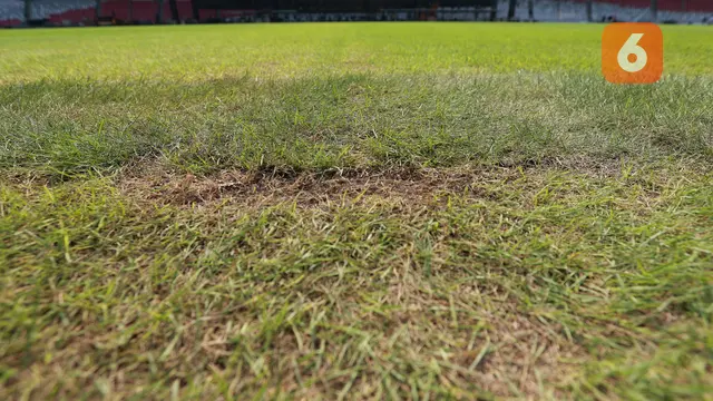 Foto: Menengok Kondisi Menyedihkan Rumput SUGBK yang Jadi Venue Piala Dunia U-20 2023 Imbas Pagelaran Dua Konser Musik