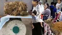 Pilu, Rusa Nara di Jepang Mati dengan Perut Berisi Sampah Plastik