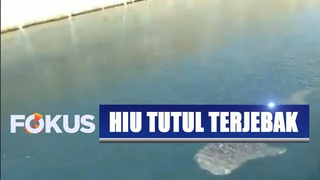 Seekor hiu tutul terjebak di saluran air pendingin PLTU Paiton, Jawa Timur, yang berkedalaman 8 meter.