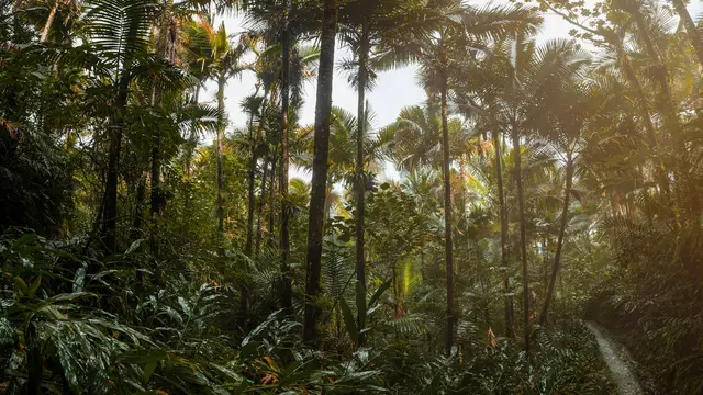 El Yunque National Forest