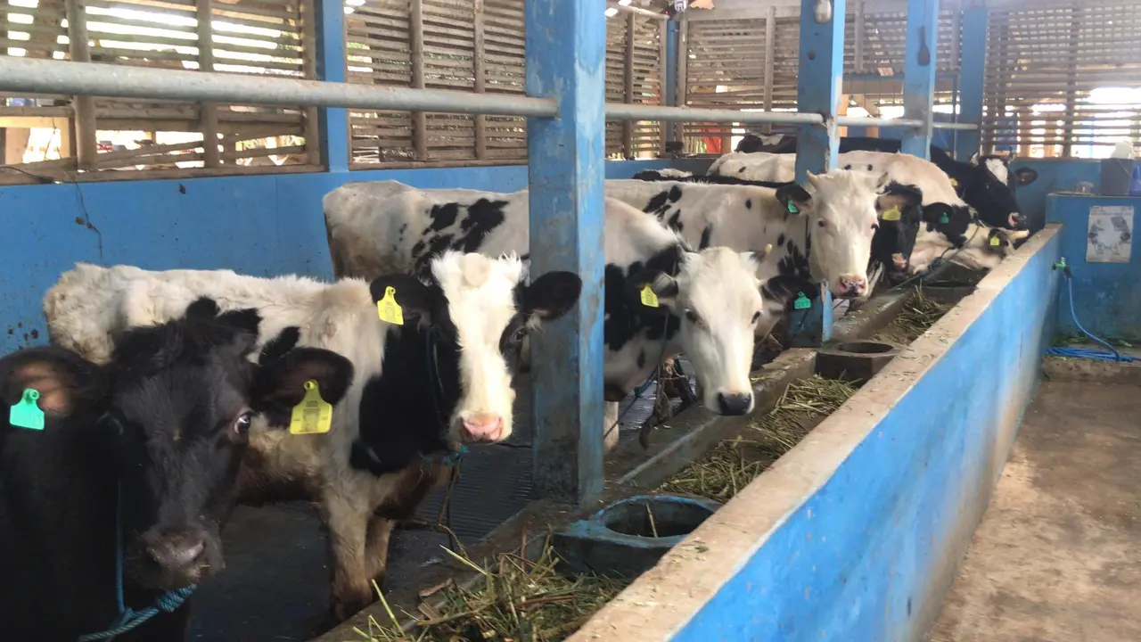 FFI & PT Jawa Power memfasilitasi dan mendampingi 25 peternak sapi perah terkait pemanfaatan limbah kotoran sapi yang digunakan kembali menjadi sumber energi terbarukan melalui teknologi biogas. (Liputan6.com/ ist)