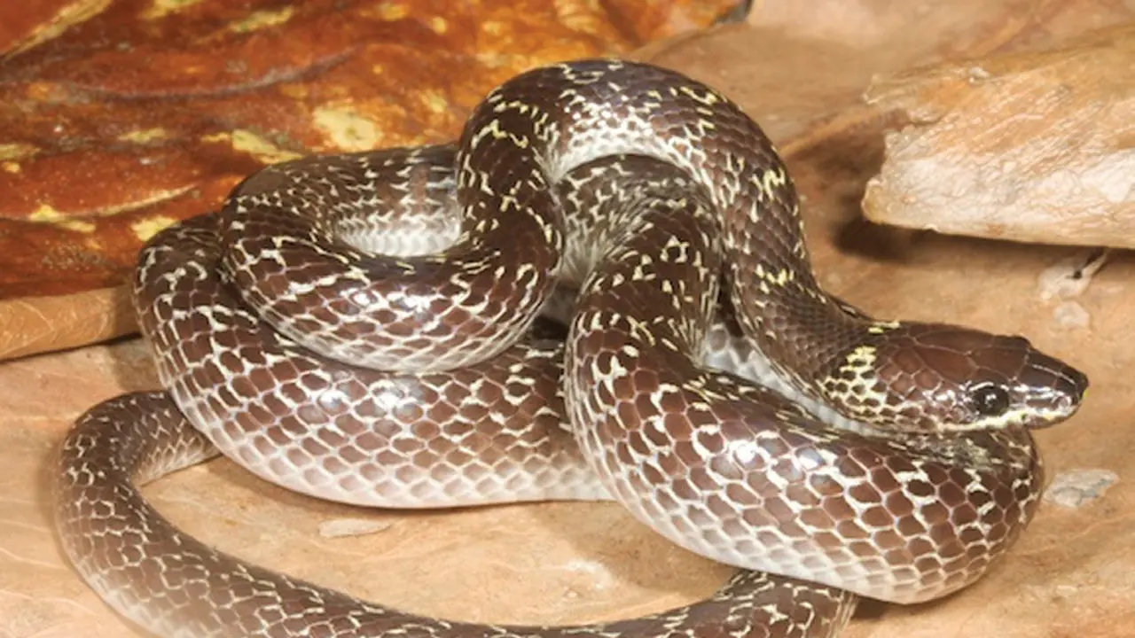 Ular Cicak (Lycodon capucinus)