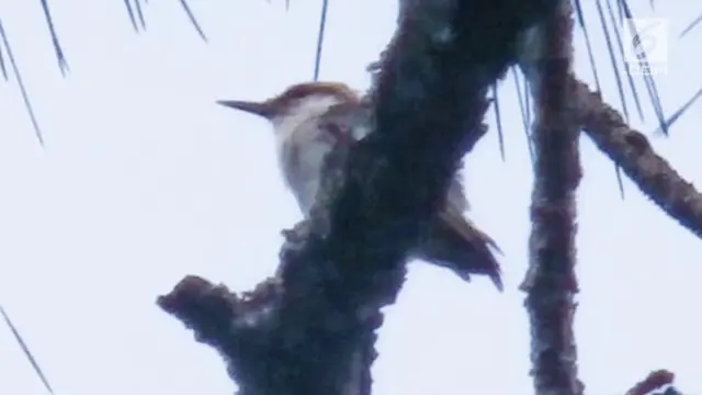 Burung Bahama Nuthatch yang sempat dianggap punah ternyata ditemukan lagi. Burung ini terakhir ditemukan bulan September 2016 setelah badai Matthew.