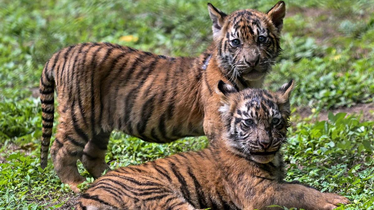 Taman Safari Indonesia II Prigen Perkenalkan Anak-anak Harimau Sumatera