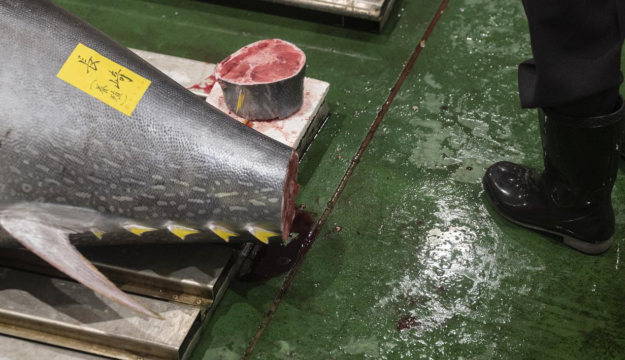 Seorang peserta berdiri di samping tuna yang dipajang saat penjual dan pembeli grosir menghadiri lelang tuna pertama Tahun Baru di pasar ikan Toyosu di Tokyo (5/1/2023). Sejak pagi ratusan peserta lelang juga turut memeriksa kualitas daging ikan tuna tersebut. (AFP/Richard A. Brooks)