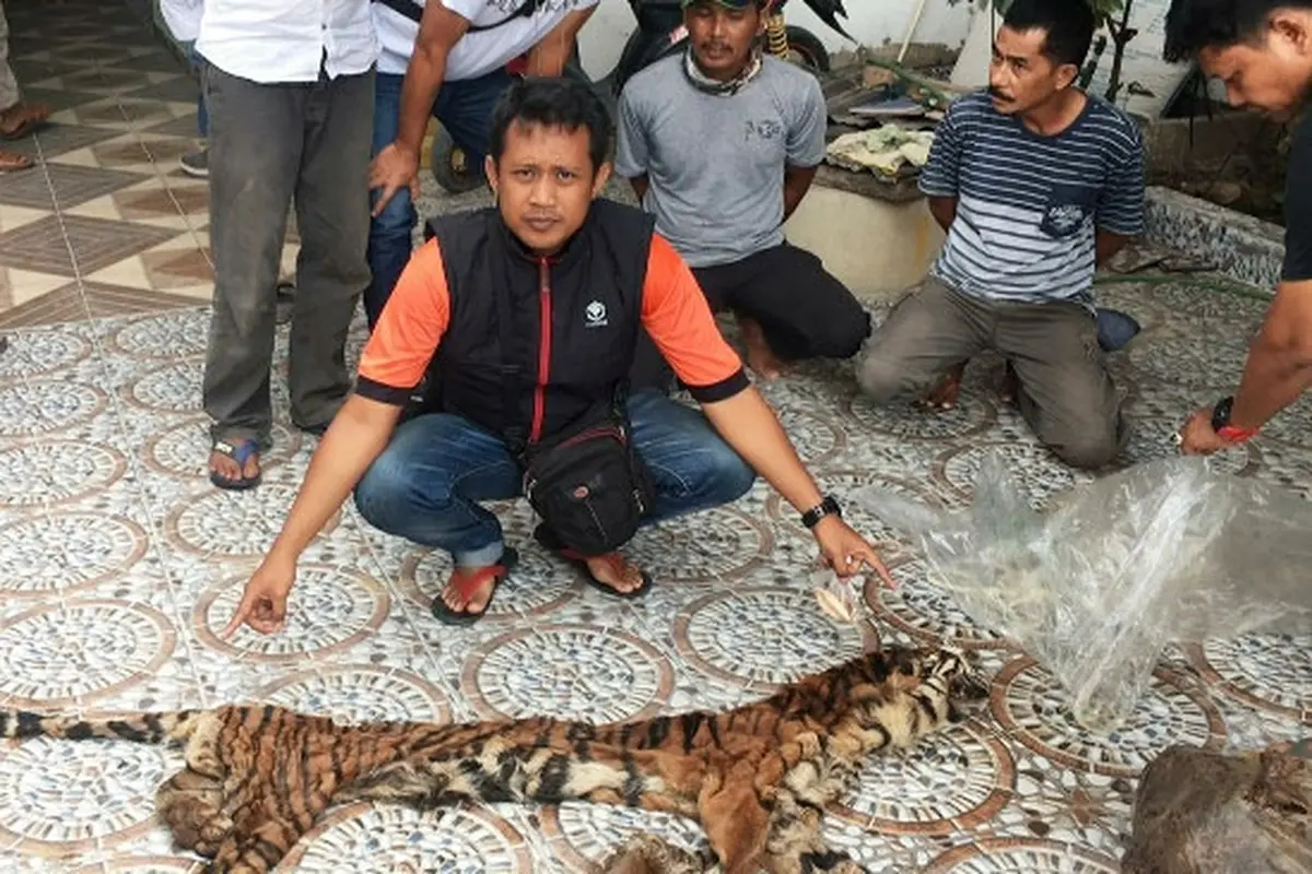 Kulit harimau sumatra yang disita personel Polda Riau dari sindikat pemburu harimau di Indragiri Hulu.