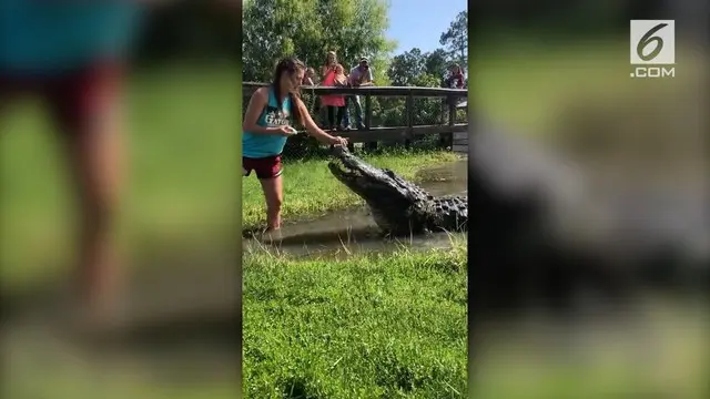 VIDEO: Ngeri, Wanita Beri Makan Buaya hanya Pakai Tangan