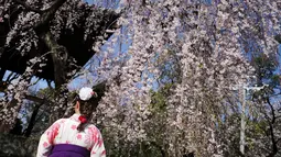 Seorang wanita mengenakan pakaian tradisional yang disebut 'hakama' melihat bunga sakura bermekaran di taman Tokyo, Jepang, Jumat (23/3). Waktu mekar sakura bisa dikatakan sangat pendek. (Foto AP/Eugene Hoshiko)