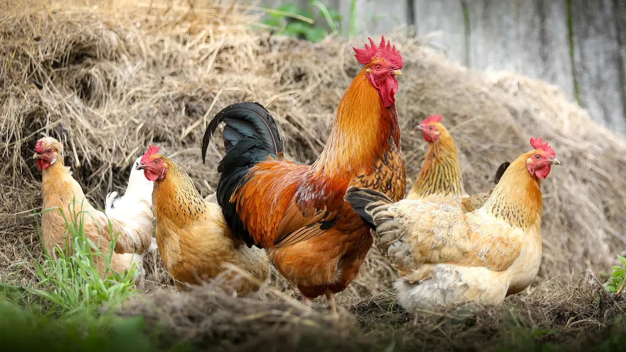 Ilustrasi Ayam Kampung