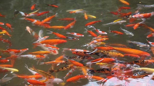 Ikan Hias (Image by XINQI0427 from Pixabay)