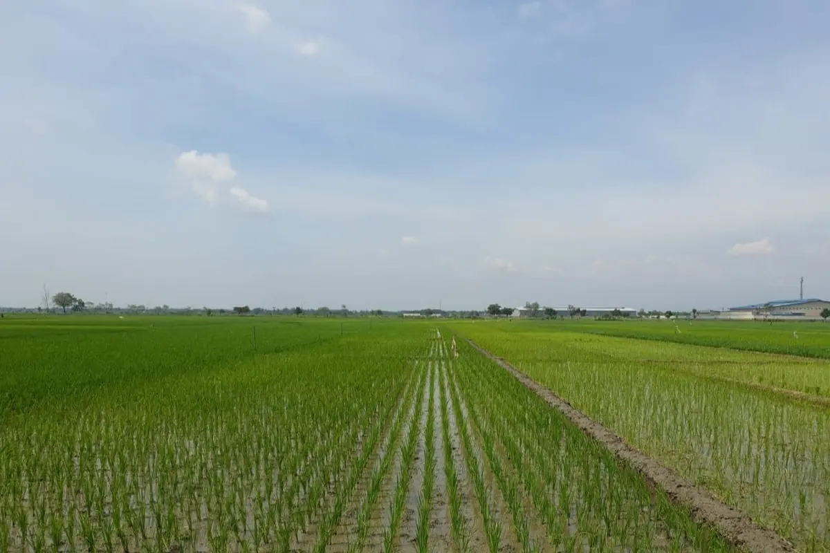 Petani mulai memanfaatkan lahan persawahan untuk tanam padi. (Dok Kementan)