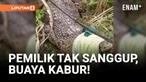 Waduh! Buaya Peliharaan Kabur dari Kandang!