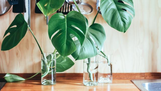 9 Jenis Tanaman Monstera Dan Keunikannya Salah Satunya Janda Bolong Hot Liputan6 Com