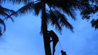 Para penderes nira bertaruh nyawa memanjat kelapa (Liputan6.com / Aris Andrianto)
