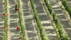 Pekerja memetik anggur di kebun saat panen Pinot Nero di Tenuta Castello di Neive Borgonovo, Italia barat laut (8/8). Panen anggur tahunan Italia, yang terbesar di dunia, dimulai paling awal dalam satu dekade. (AFP Photo/Marco Bertorello)
