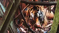 Harimau jantan yang terjebak kawat baja di hutan restorasi ekosistem di Riau. (Liputan6.com/Dok BBKSDA Riau/M Syukur)