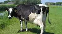 Satu Kampung Lagi Acara Adat, Pria Ini Malah `ML` dengan Sapi
