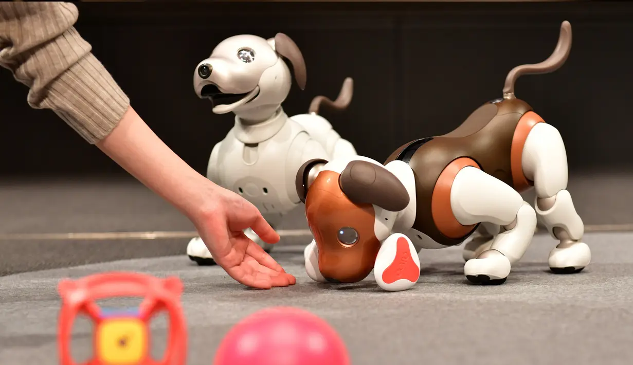 Robot versi ukuran anak anjing "Aibo" ditampilkan selama konferensi pers di Tokyo pada 23 Januari 2019. Robot anjing ini diprogram untuk bisa memeriksa anggota keluarga, anak-anak, hingga hewan peliharaan dari jarak jauh. (Kazuhiro NOGI/AFP)