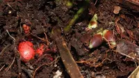 Pinanga subterranea adalah spesies palem baru dalam ilmu pengetahuan dan karenanya luar biasa. Bunga dan buah dari spesies acaulescent atau berbatang pendek dari Kalimantan ini biasanya seluruhnya tersembunyi di bawah tanah. (Sumber: Oddity Central)