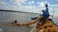 Seorang nelayan memanen tanaman rumput laut di tempat budidaya rumput laut di kawasan pesisir Desa Teluk Bogam, Kabupaten Kotawaringin Barat, Kalteng. (Antara)